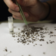 Mosquitoes are examined at a lab in Houston. Photo via AP